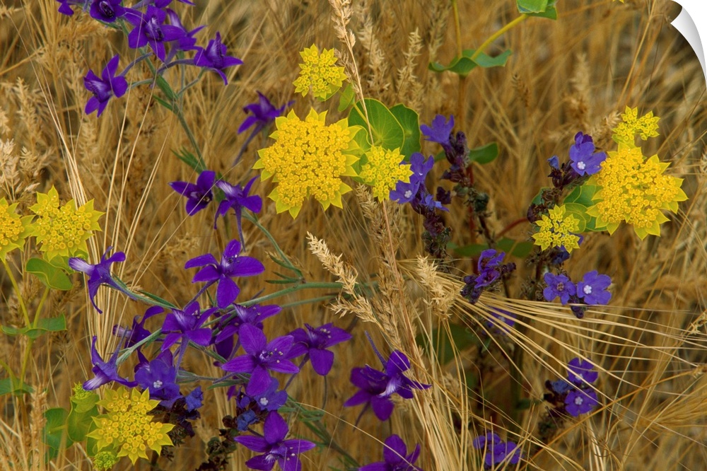 A nature close up of wild flowers growing amongst slender stalks of grain in this horizontal photo.