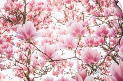 Spring Colored Magnolia