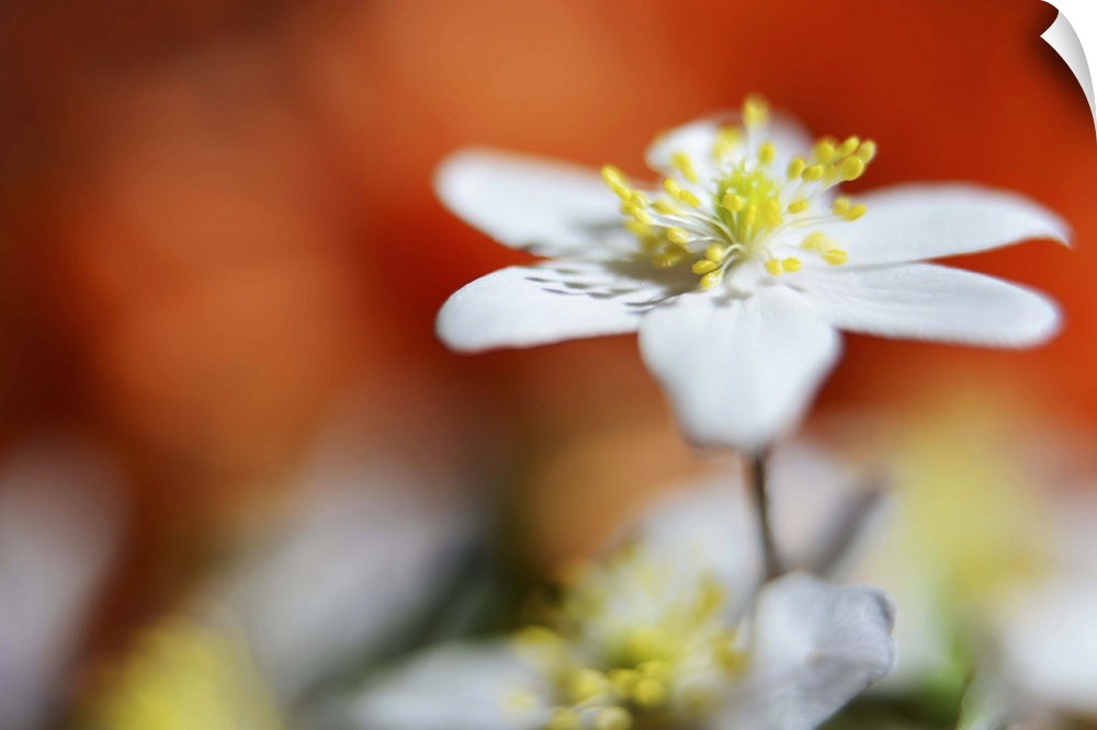 A macro photograph of focus on a white flower against a unfocused orange background.