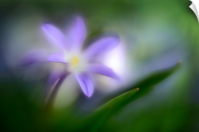 Spring Flower Closeup