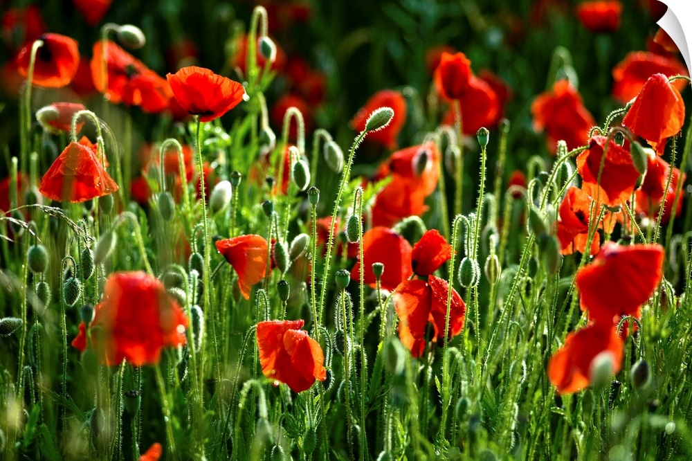 This large piece consists of poppy flowers that have begun to bloom. There are still lots of green buds sprouting in the f...