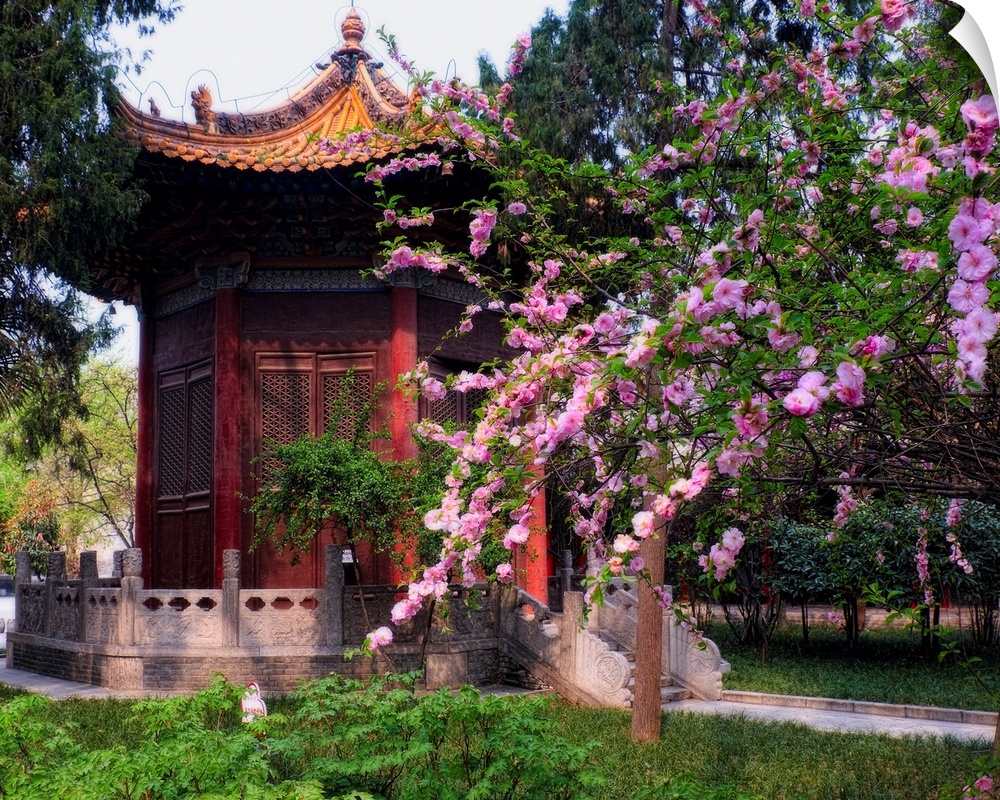 Garden pavilion in a garden with blooming cherry trees, Beilin Museum Xian, China.