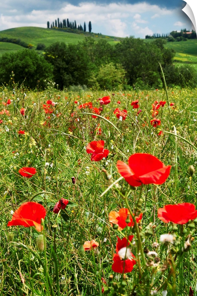 Close up view of red poppies in a field, Tuscany, Italy.