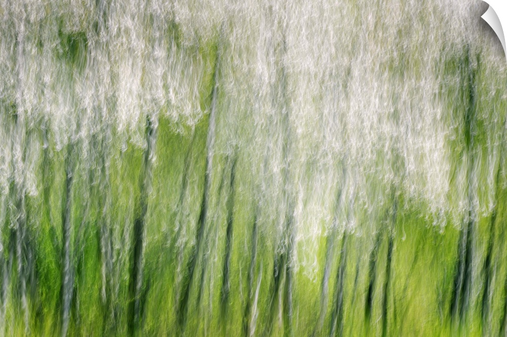 Blurred motion image of a a row of blossoming trees, creating an abstract image.