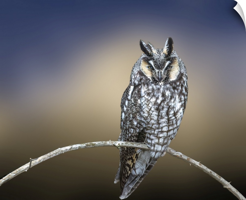 Creative image of Great Horned Owl