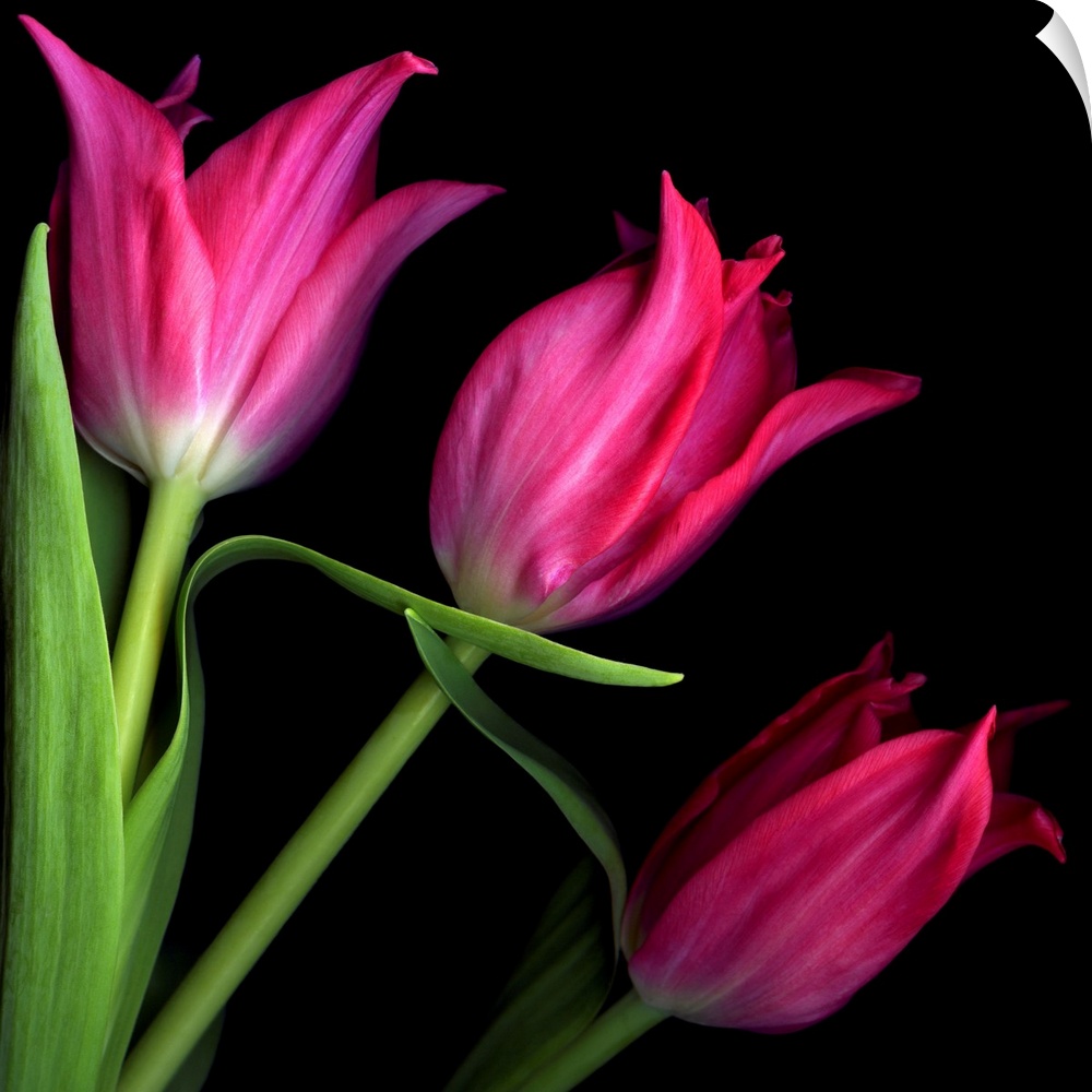 Three pink star tulips.