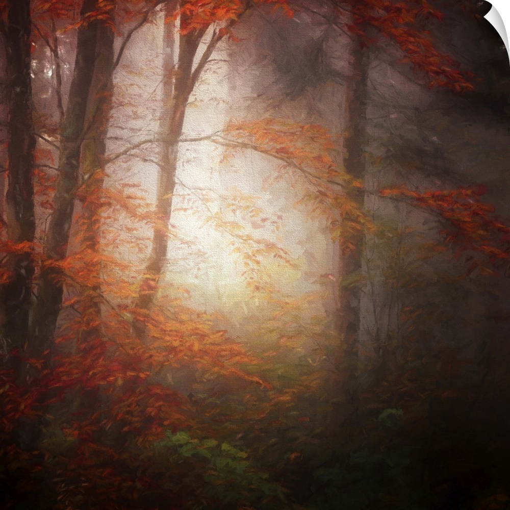 Sunlight shining in a misty autumn forest creating an eerie glow.