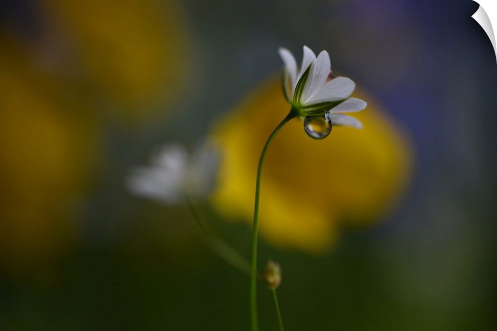 Macro photograph of very tiny wild flowers in Norway with a large water drop underneath the petals.
