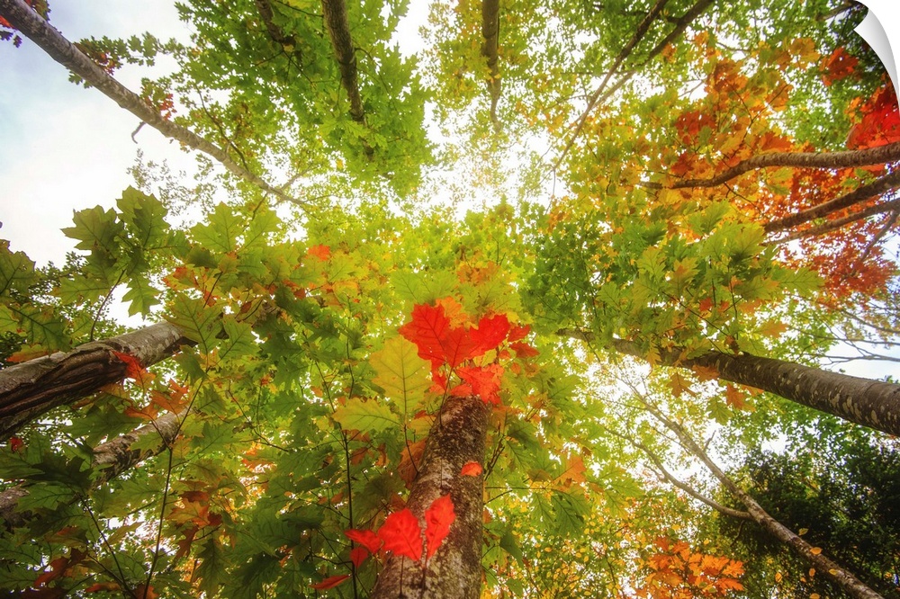 Trees seen from low angle with red leaves in the foreground