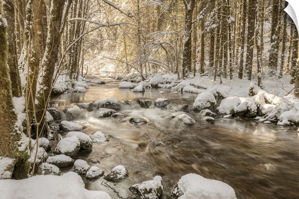 Photograph of a rushing river in the middle of snow covered woods at golden hour.