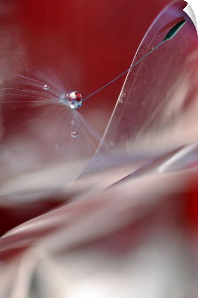 A dew drop on a dandelion seed standing out from the blurred foreground.