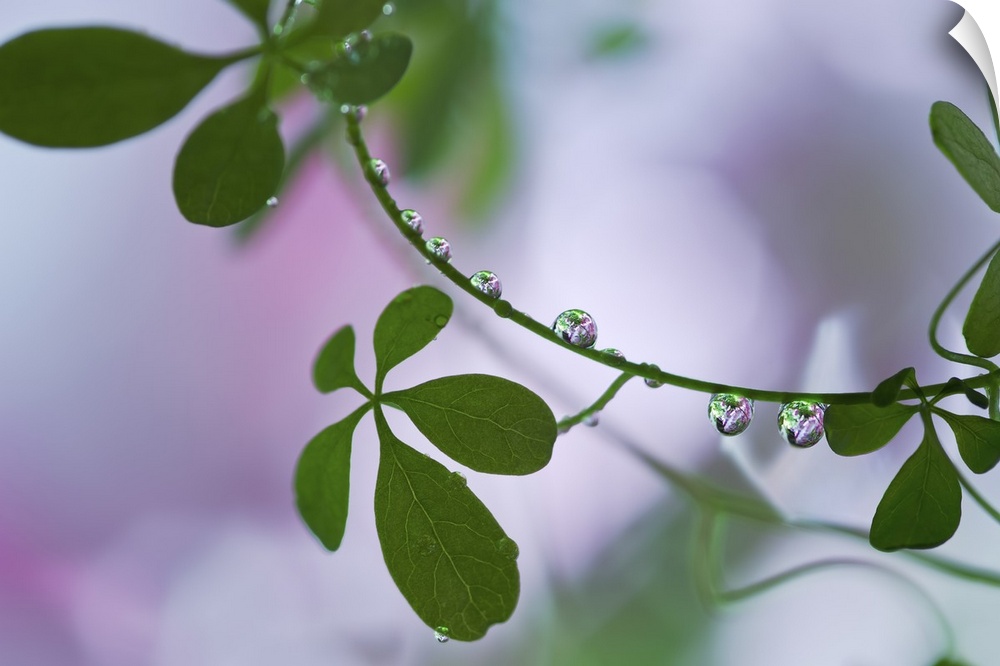 A macro photograph of green leaves with water droplets hanging from the vine.