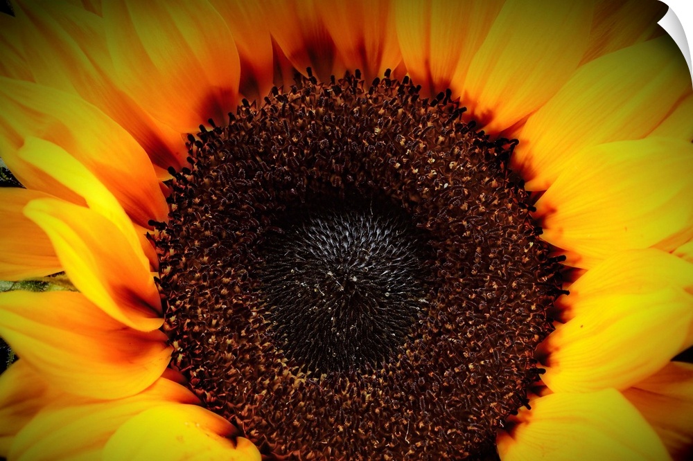 Close up View of a Sunflower Disc