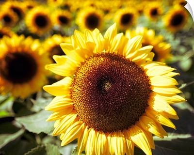Sunflower Field I
