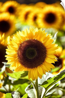 Sunflower Field II