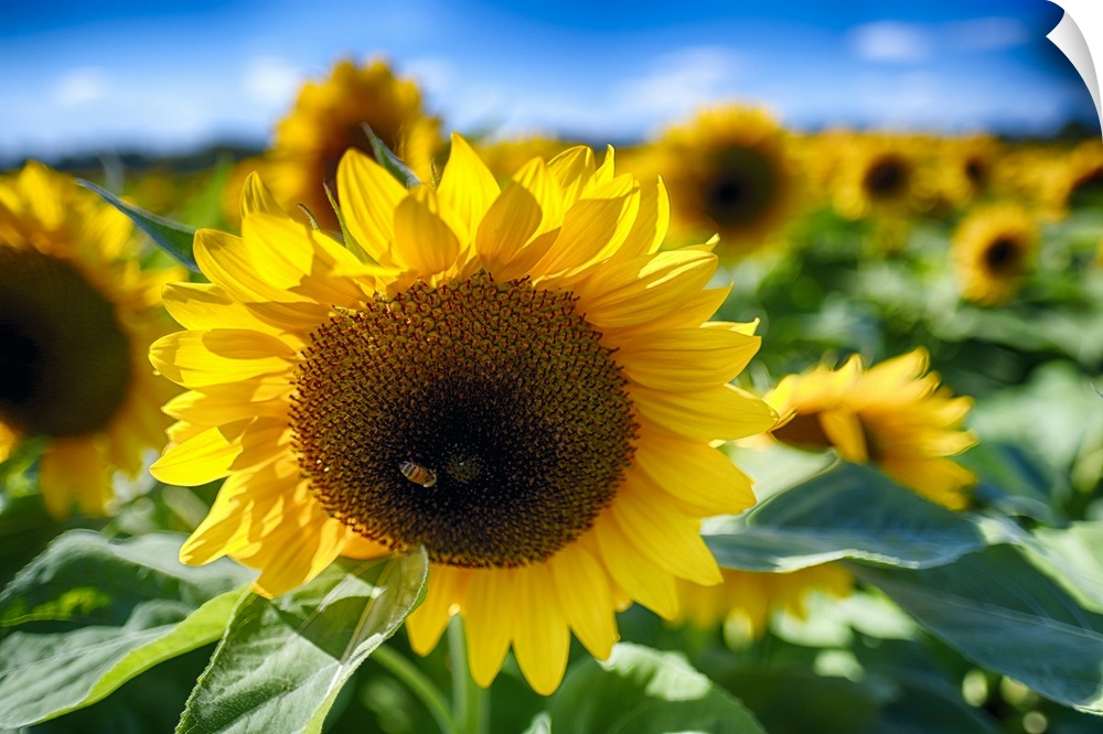 Close Up View of a Sunflower Head in the Middle of a Field with Out of Fucus Background Focus and Blue Skyes.