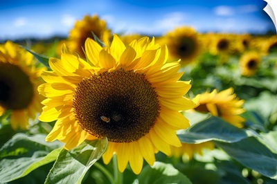 Sunflower Field III