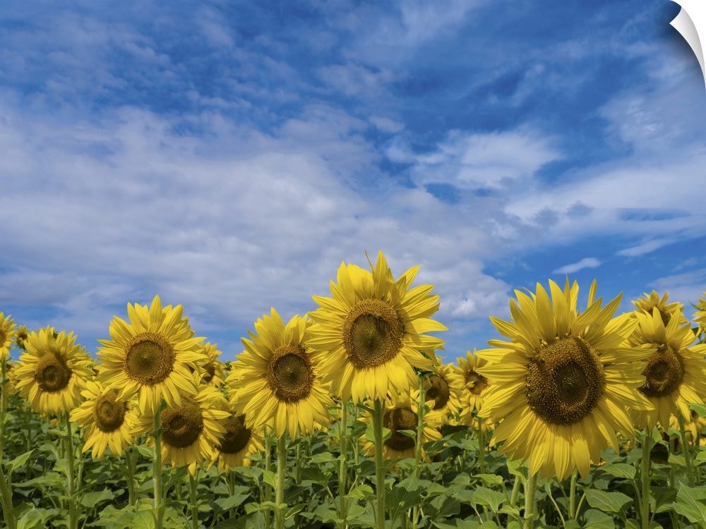 In Tuscany the sunflower season is very beautiful, there are endless expanses of sunflower fields, it is a unique spectacl...