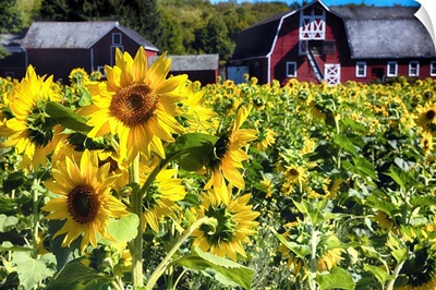 Sunflowers with a Barn