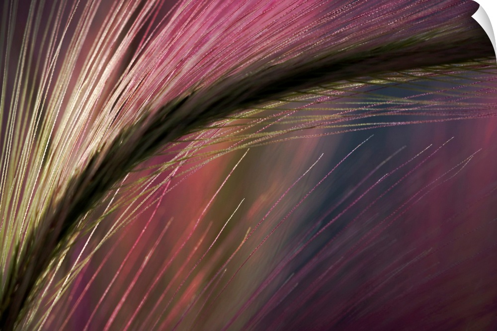 An abstract piece of work showing a close up view of a plant with the sunset's reflection on it.