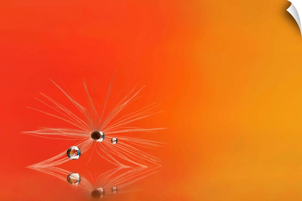 A macro photograph of a water droplet sitting on a seed head sitting on an orange surface.