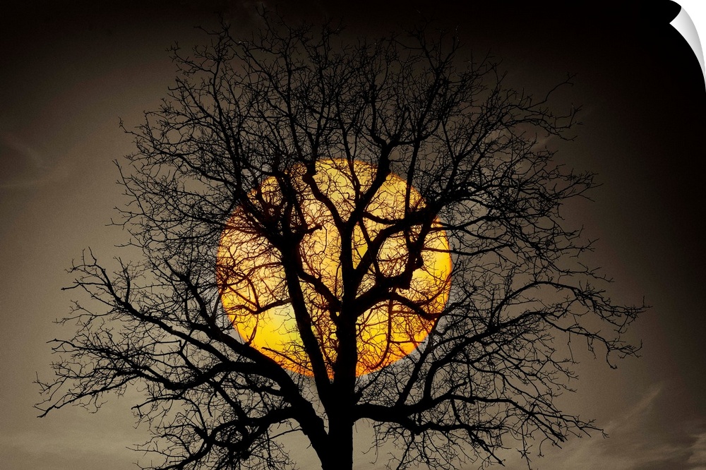 Beautiful artwork for the home or office of a large setting sun that can be seen between the branches of a big tree.