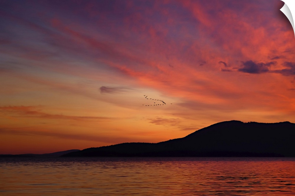 A flock of birds in the sky during a dramatic sunset, at Larrabee State Park, Washington.