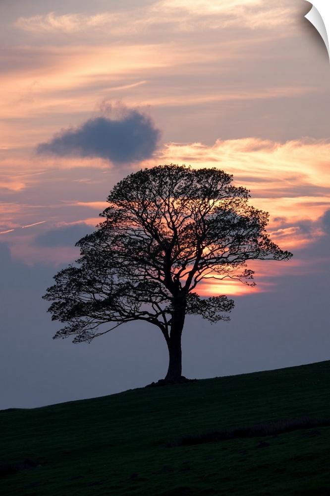 Majestic lone oak tree silhouetted against a beautiful warm orange and yellow sunset of clouds on a hill.