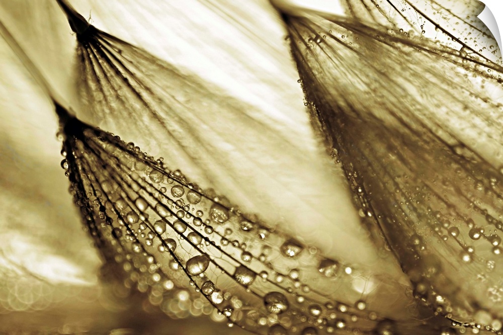 Gold tinted photograph of rain droplets attached to leaning flowers.