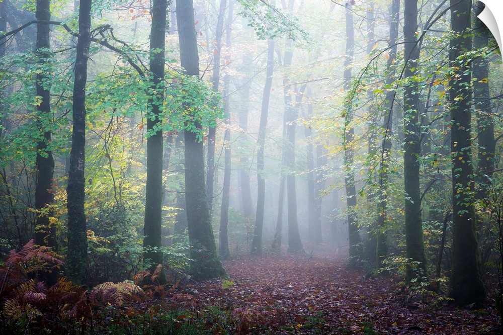 Fine art photo of a misty forest in the early autumn.