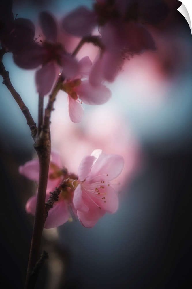Cherry blossom with a bokeh effect