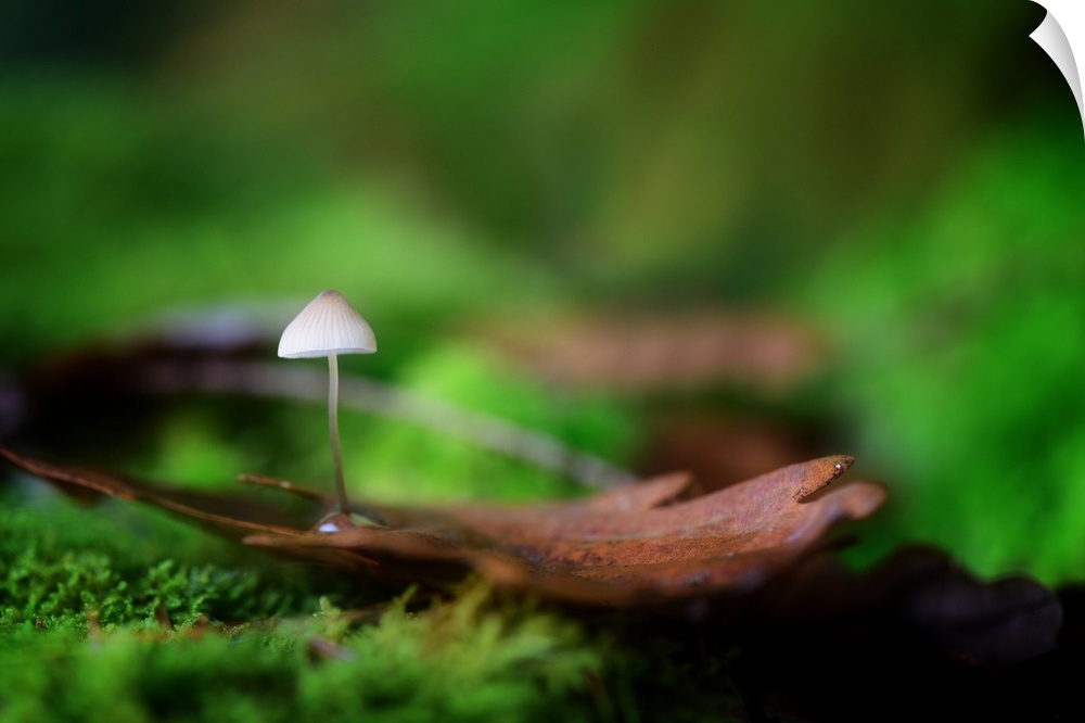 A tiny mushroom growing from a piece of bark among moss on the ground.