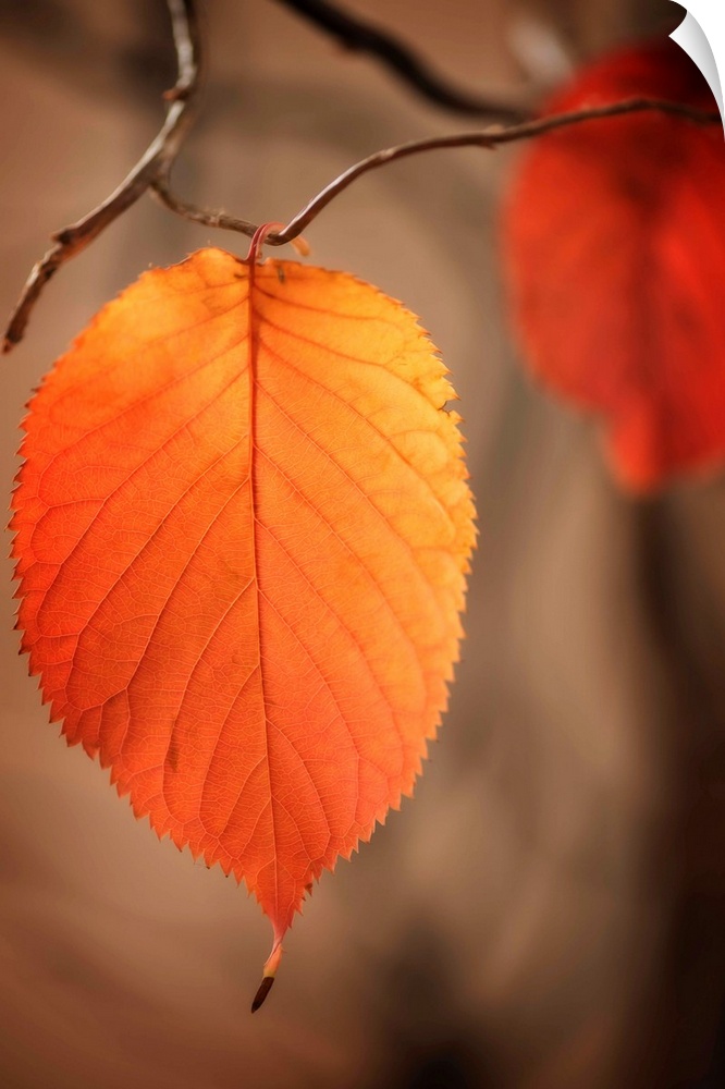 Fine art photo of a round leaf ready to fall with another leaf out of focus in the background in autumn.