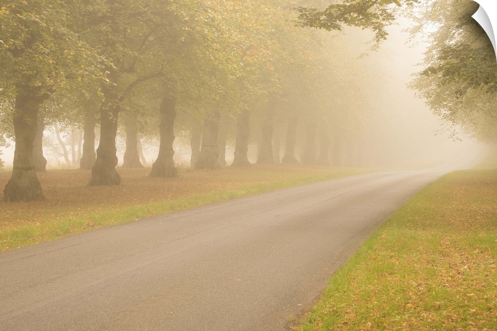 A photograph of a tree lined road on a foggy day.