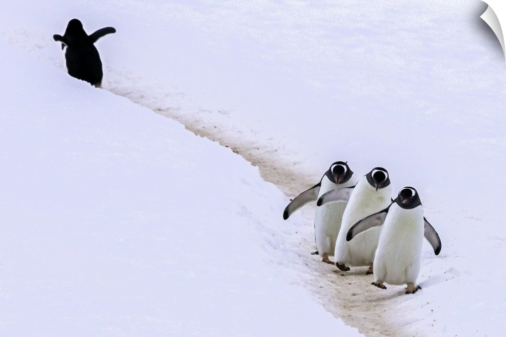 A Gentoo penguin walking off from his trio of friends on a snowy path.