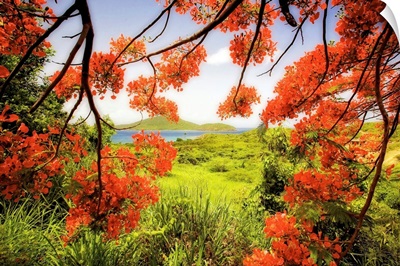 Tamarind Bay View Through a Flamboyan Tree, Culebra Island, Puer