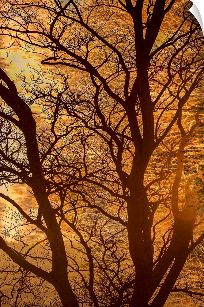A photograph of a silhouetted bare branched tree against an autumn glow background.