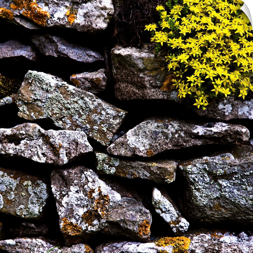 A detailled close-up of an English dry-stone wall with lichen covered rocks and a beautiful yellow flowered plant growing ...