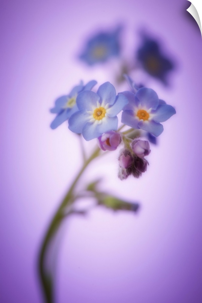 Forget me not close up with bokeh effect