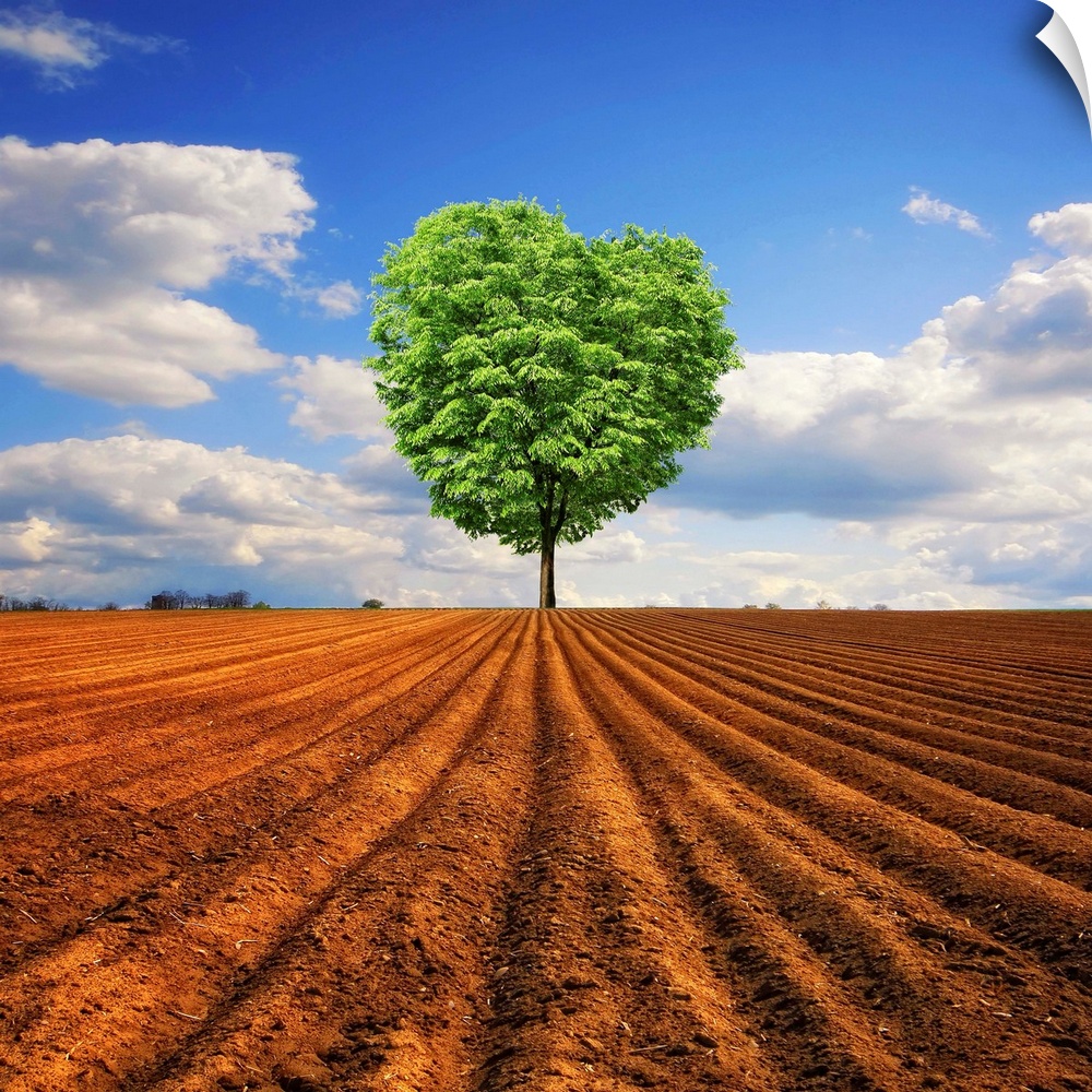 A tree with a heart shaped top is photographed from a distance standing alone in a large dirt field.