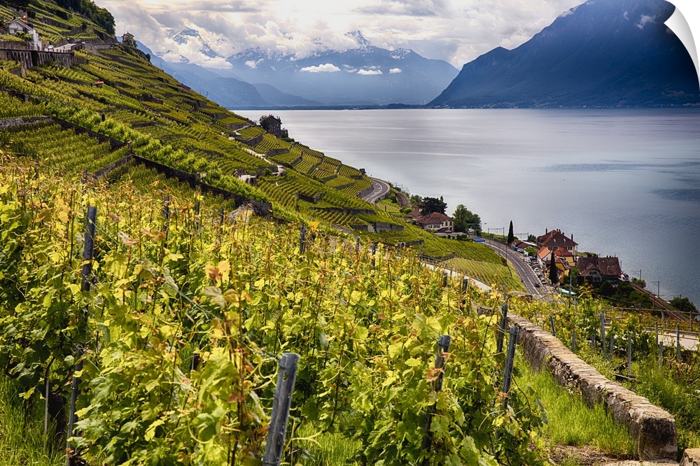 The Lavaux vineyards on the green hills surrounding Lac Leman in the Vaud canton of Switzerland.