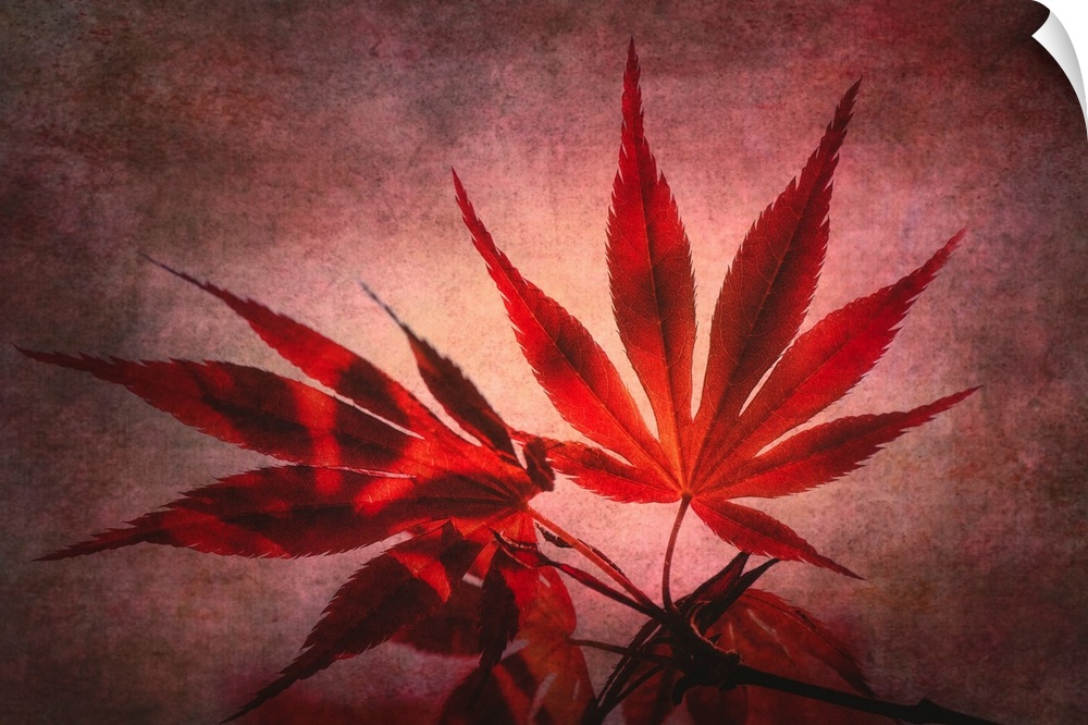 Red maple leaves with photo texture added
