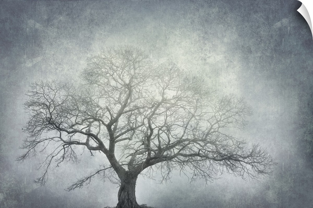 Photograph of a single large leafless tree with a textured white and blue-grey background.