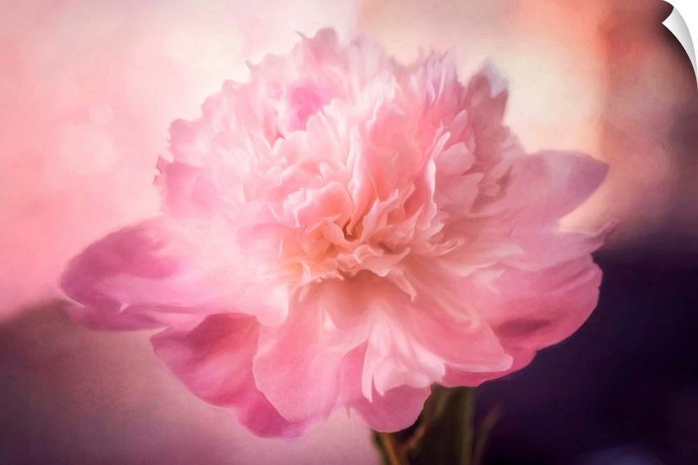 Pink peony with photo texture