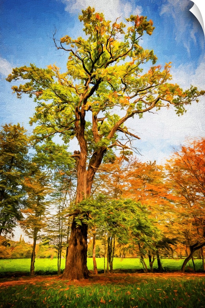 A tall tree under a blue sky surrounded by trees with orange leaves.