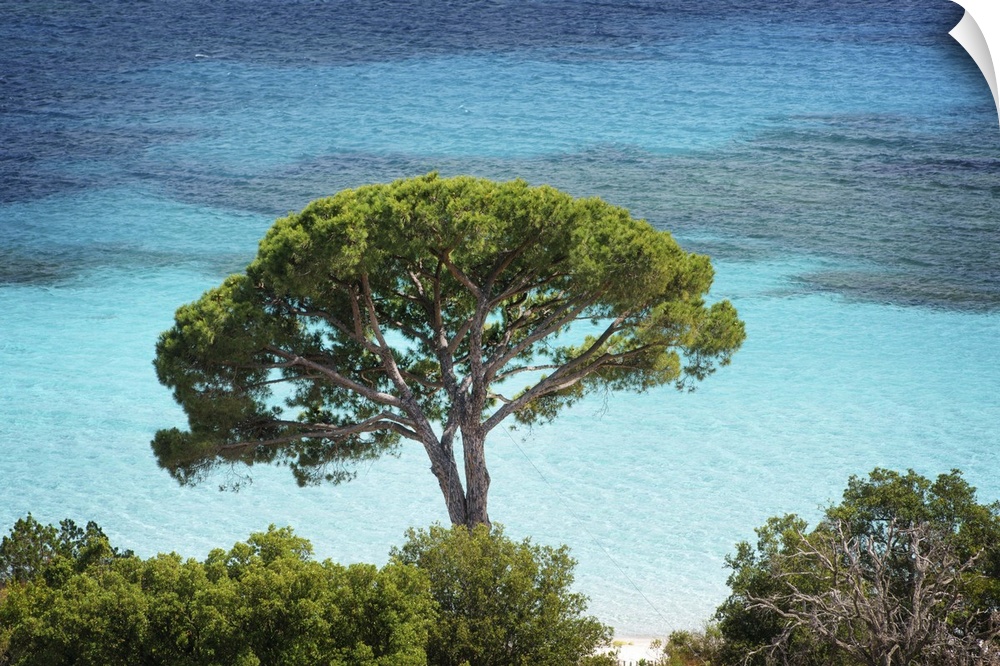 A photograph of a lone tree hanging over crystal blue water.