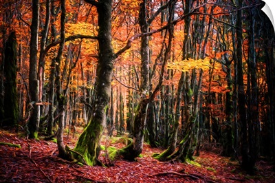 The Colors of the Woods