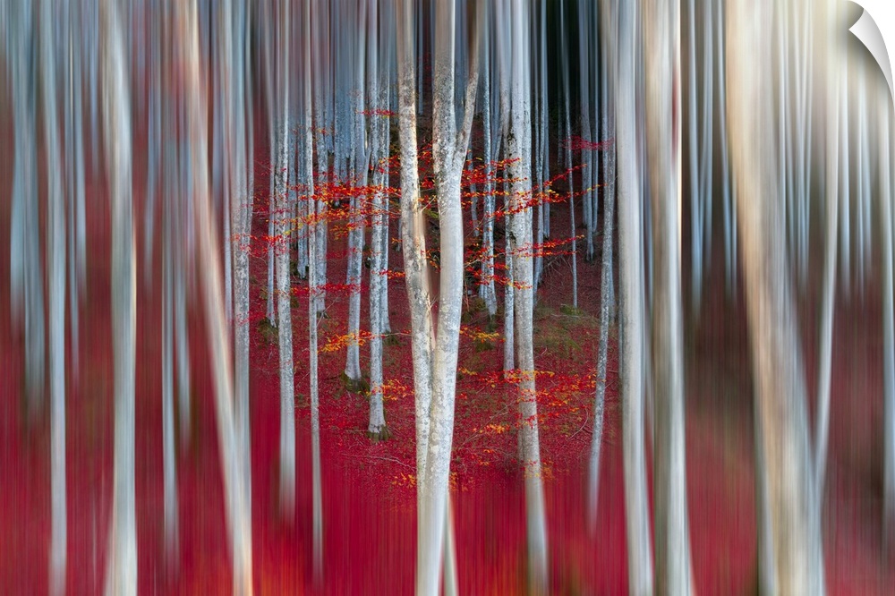 An image made in the Casentino forest in Tuscany. They are secular trees, beech and sycamore woods, mixed woods with incre...