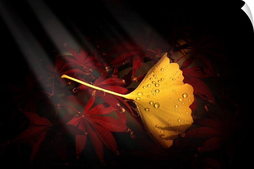 Fine art photograph of a single yellow ginkgo leaf on a bed of red maple leaves.