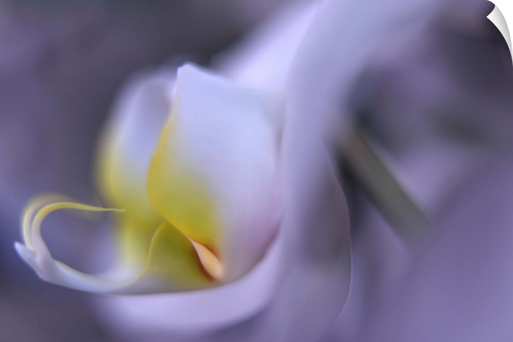 Close up blurred image of the petals of an orchid.
